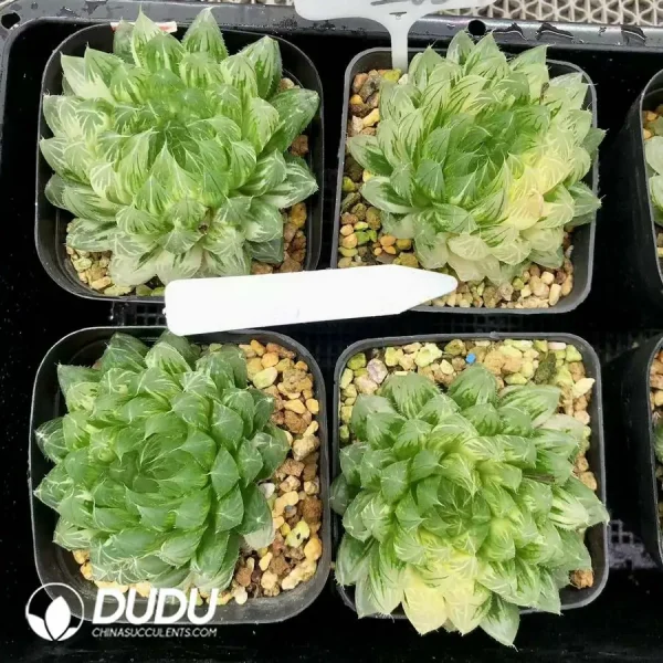 1756126629-1744876008-e201.webp Haworthia Cooperi Flower Butterfly Variegated - Image 1