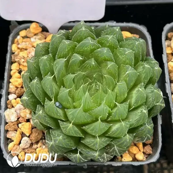 Haworthia Cooperi Flower Butterfly - Image 1