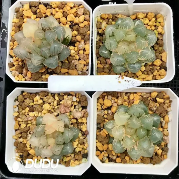 1756126632-1744876015-e201.webp Haworthia Cooperi OM Variegated - Image 1