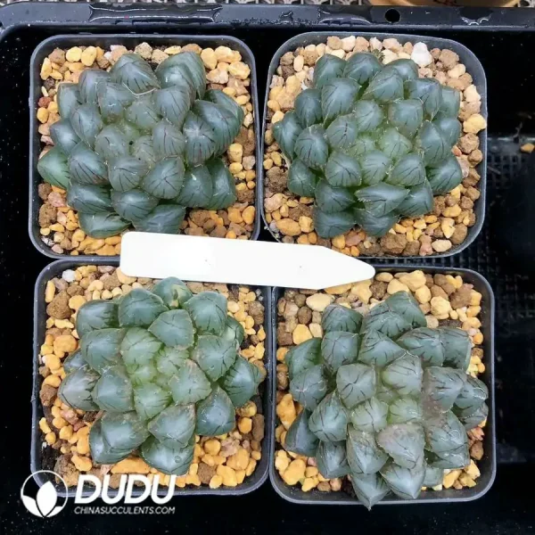 1756126635-1744876021-e201.webp Haworthia Cooperi OM - Image 1