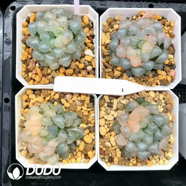 1756126637-1744876023-e201.webp Haworthia Ice Lantern Premium Variegated - Image 1