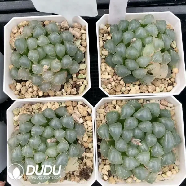 1756126638-1744876027-e201.webp Haworthia Ice Lantern Less Variegated - Image 1