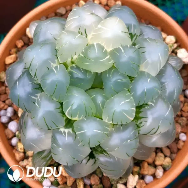 Haworthia Ice Lantern Less Variegated - Image 2