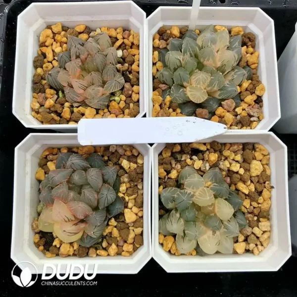 1756126640-1744876030-e201.webp Haworthia Cooperi Dragon Claw Variegated - Image 1