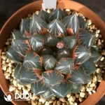 Haworthia Cooperi Dragon Claw Variegated - Image 2