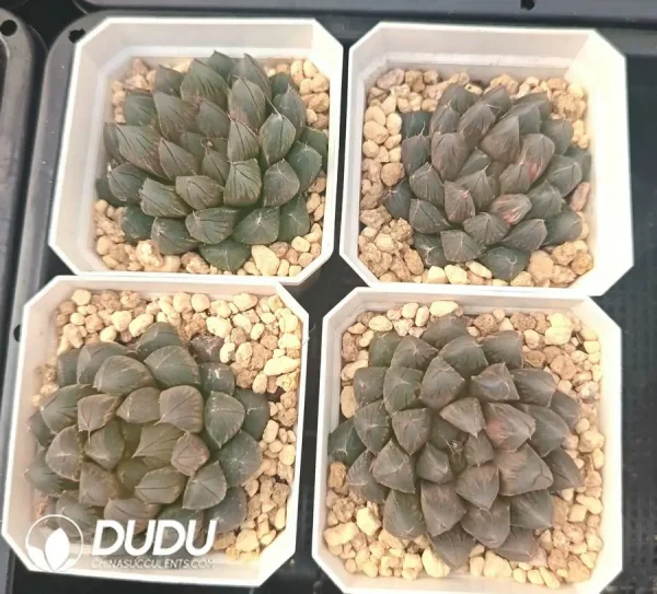 1756126643-1744876033-e201.webp Haworthia Cooperi Dragon Claw - Image 1