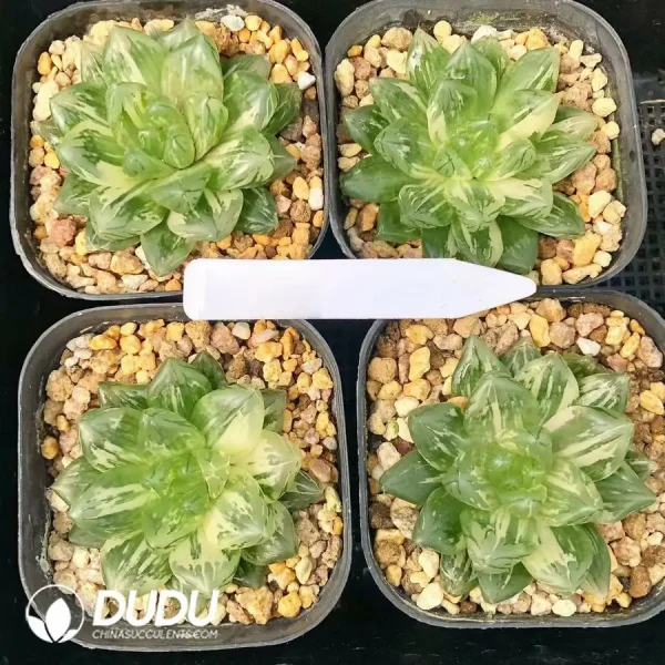 Haworthia Hanabi Variegated - Image 1