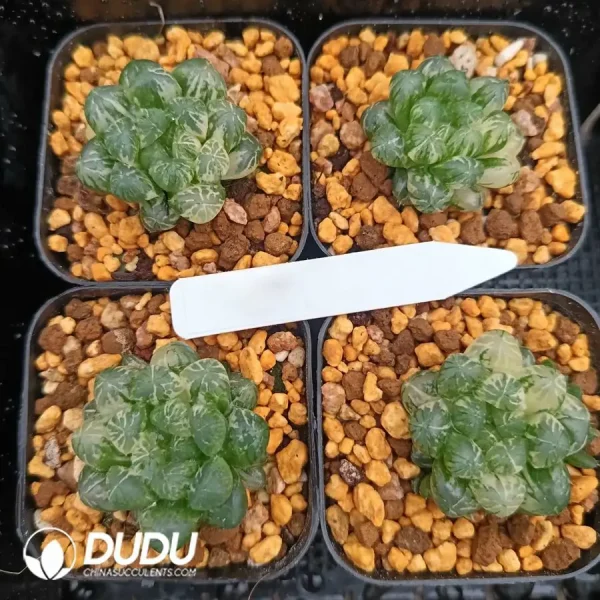 Haworthia Cooperi Plastic Skin Variegated - Image 1