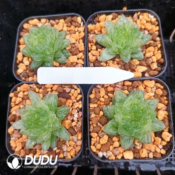 1756126646-1744876042-e201.webp Haworthia Cooperi Cuiyun Variegated - Image 1