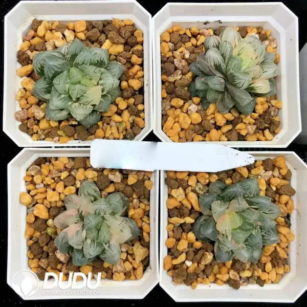 1756126649-1744876045-e201.webp Haworthia Spotted Fox Variegated - Image 1