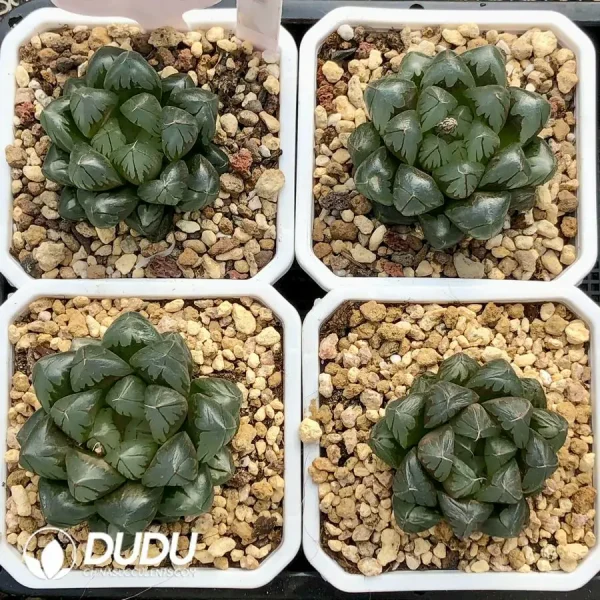 Haworthia Cooperi Crystal - Image 1