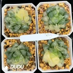 Haworthia Ice Love Variegated