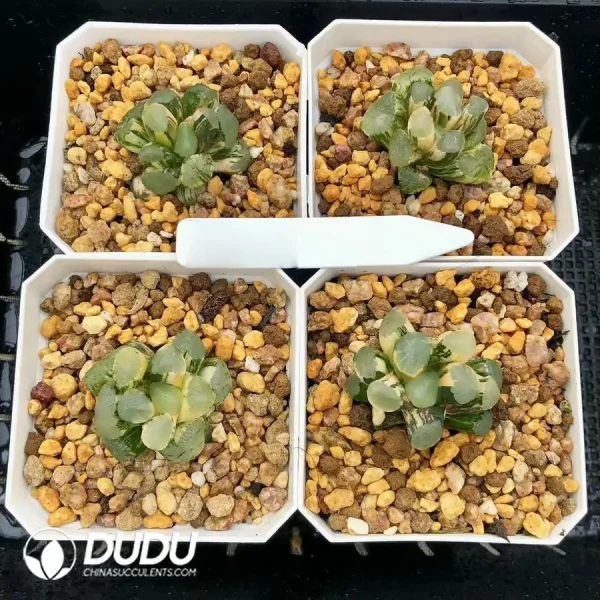 Haworthia Maughanii Red Moon Variegated - Image 1