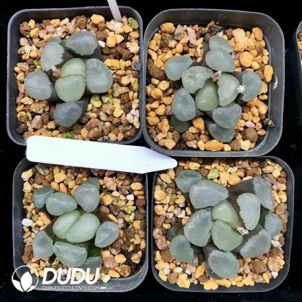 1756126658-1744876065-e201.webp Haworthia Red Moon - Image 1