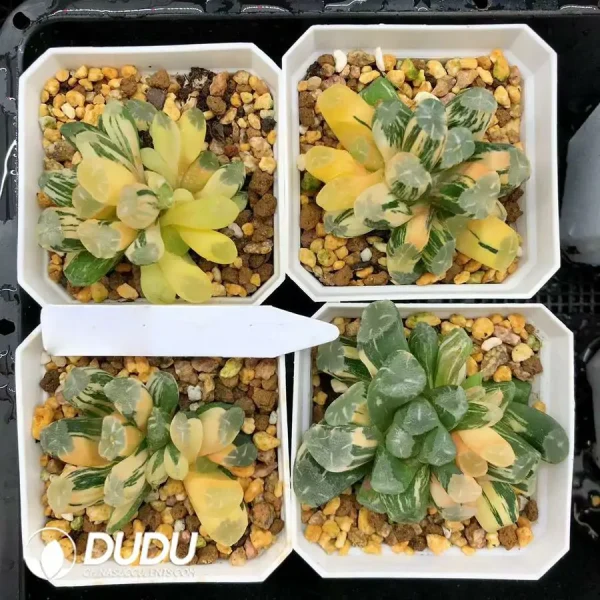 1756126659-1744876067-e201.webp Haworthia Maughanii OM Variegated - Image 1