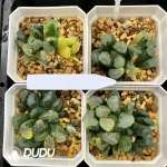 Haworthia Maughanii Qing Variegated