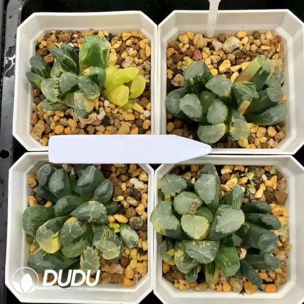 Haworthia Maughanii Qing Variegated - Image 1