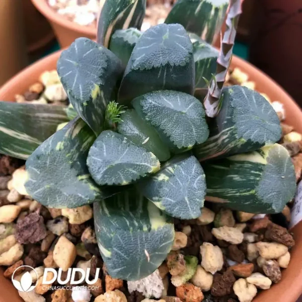 Haworthia Maughanii Qing Variegated - Image 2