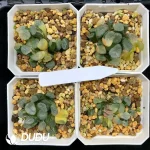 Haworthia Maughanii Nuo Chuang Varigated