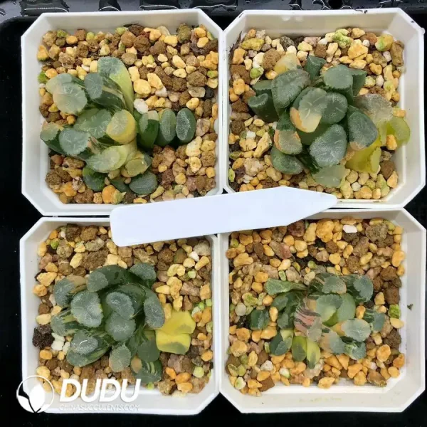 Haworthia Maughanii Nuo Chuang Varigated - Image 1