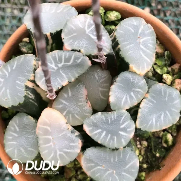 Haworthia Maughanii Nuo Chuang Varigated - Image 2