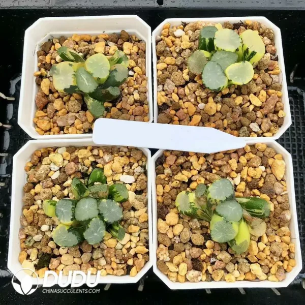 1756126665-1744876078-e201.webp Haworthia Maughanii Tou Jing Variegated - Image 1