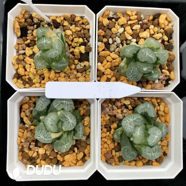 Haworthia Maughanii Hua Ling Variegated - Image 1