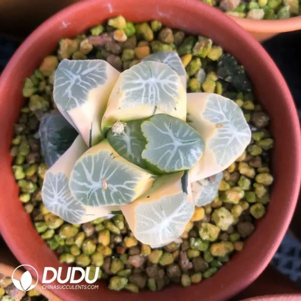 Haworthia Maughanii Hua Ling Variegated - Image 2