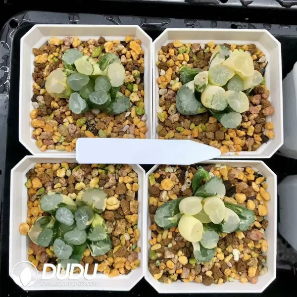 1756126669-1744876086-e201.webp Haworthia Maughanii Porcelain Variegated - Image 1