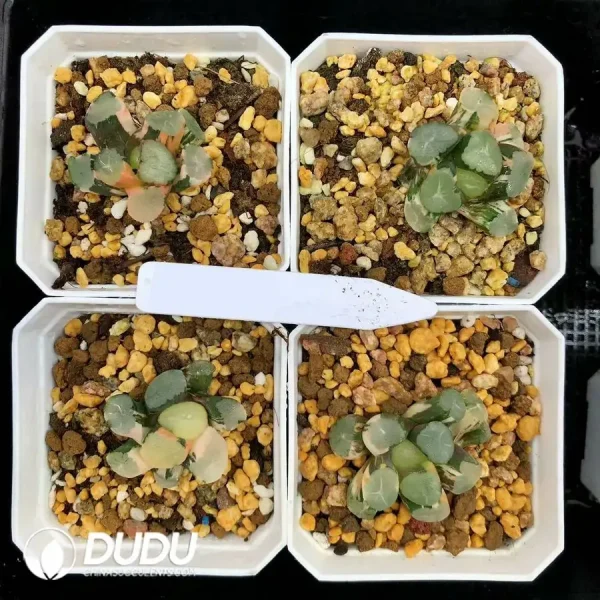 1756126672-1744876089-e201.webp Haworthia Maughanii Green Mountain Variegated - Image 1