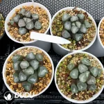 Haworthia Green Mountain