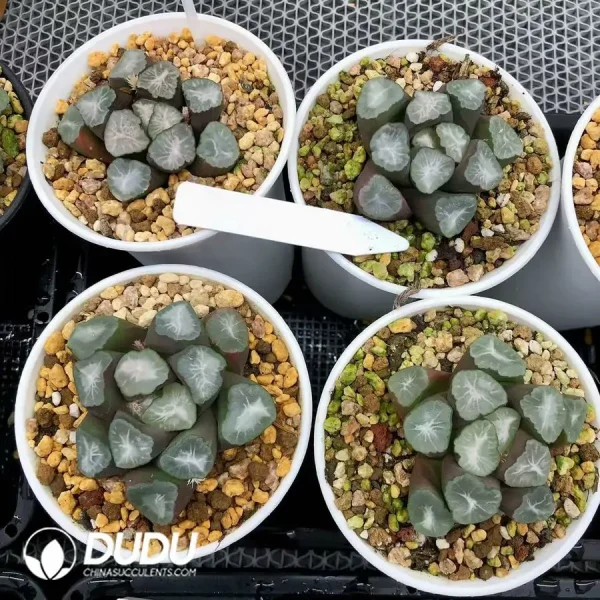 Haworthia Green Mountain - Image 1