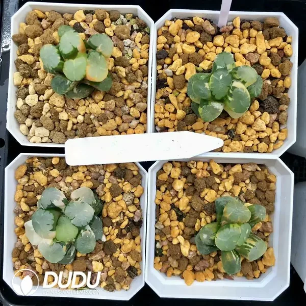 1756126675-1744876099-e201.webp Haworthia Maughanii Angel Variegated - Image 1