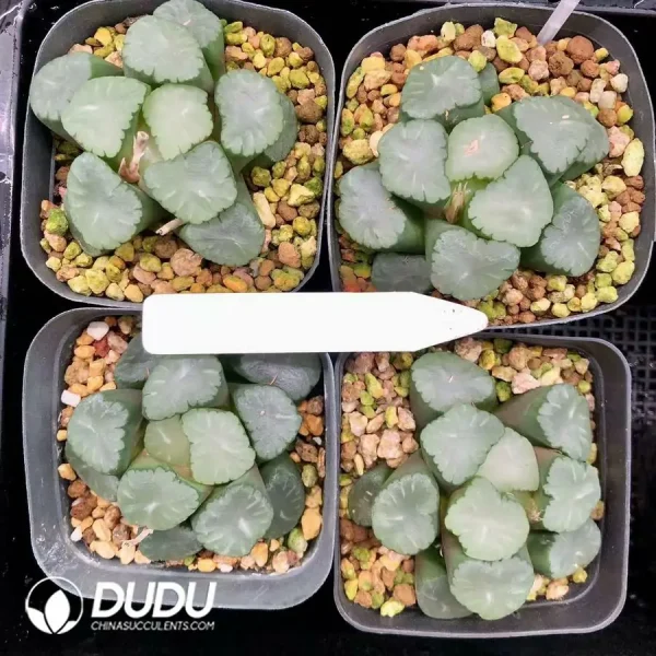 Haworthia Maughanii Angel - Image 1