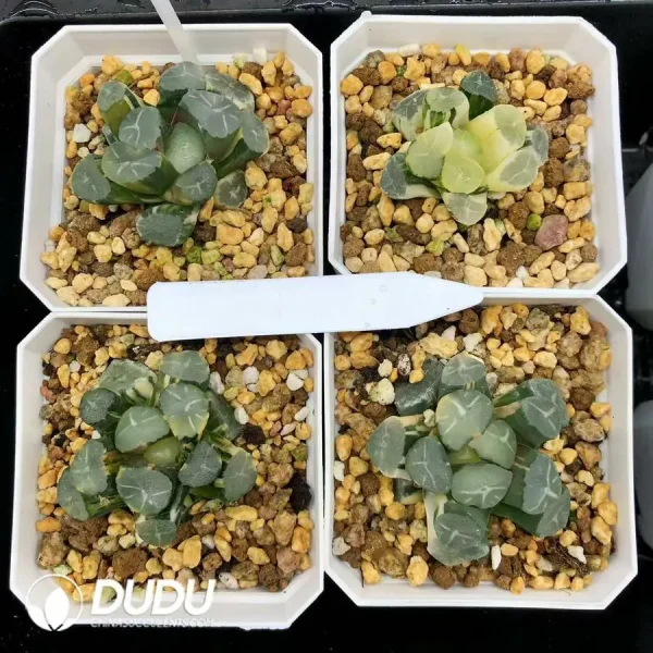 Haworthia Maughanii Fuji Variegated - Image 1