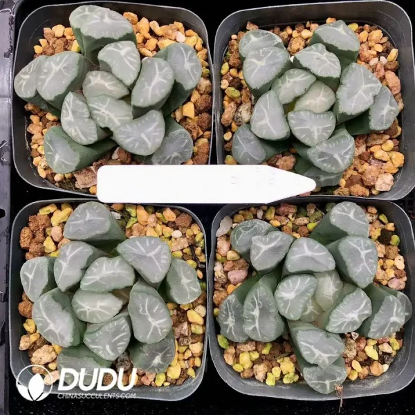 1756126684-1744876111-e201.webp Haworthia Maughanii Fuji - Image 1