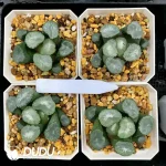 Haworthia Big Bang Maughanii