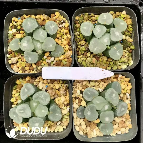 1756126687-1744876122-e201.webp Haworthia First frost Maughanii - Image 1