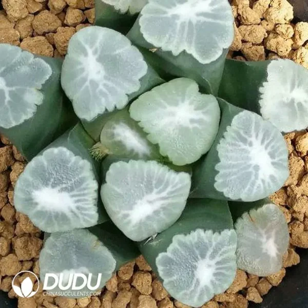 Haworthia First frost Maughanii - Image 2