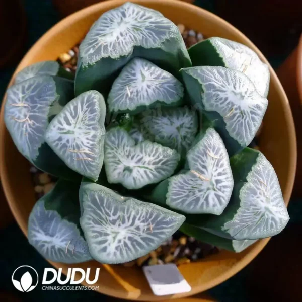 Haworthia Snow Country Maughanii - Image 2