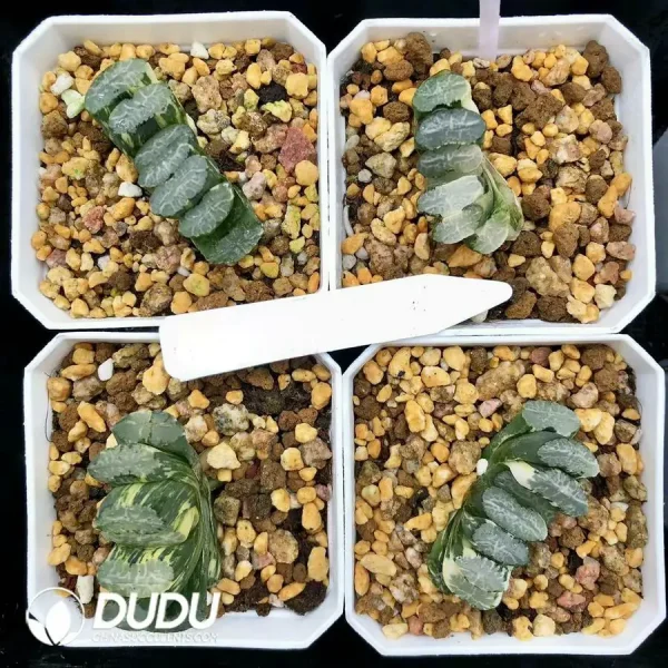 Haworthia Nazca Lines truncata Variegated - Image 1