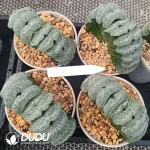 Haworthia Yu Ji truncata
