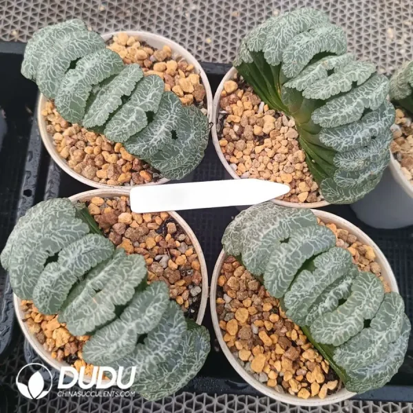 1756126693-1744876137-e201.webp Haworthia Yu Ji truncata - Image 1