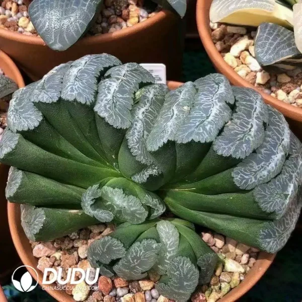 Haworthia Yu Ji truncata - Image 2
