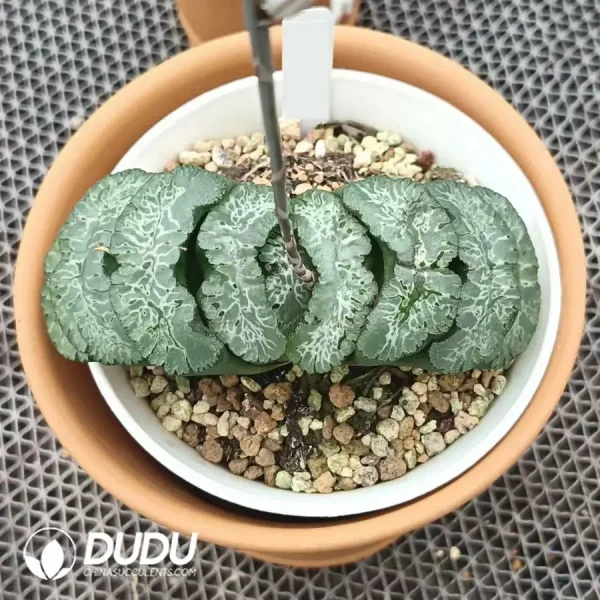Haworthia Taoist truncata - Image 1