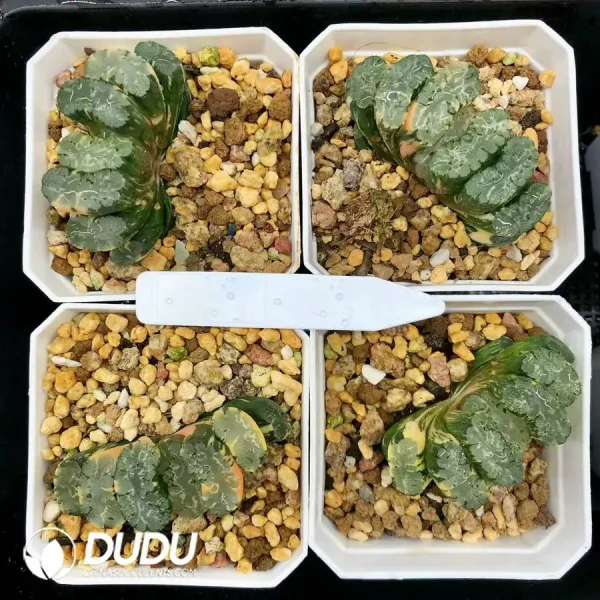 1756126698-1744876144-e201.webp Haworthia truncata ' Hokusai ' var. striata - Image 1