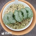 Haworthia truncata ' Hokusai ' var. striata - Image 2