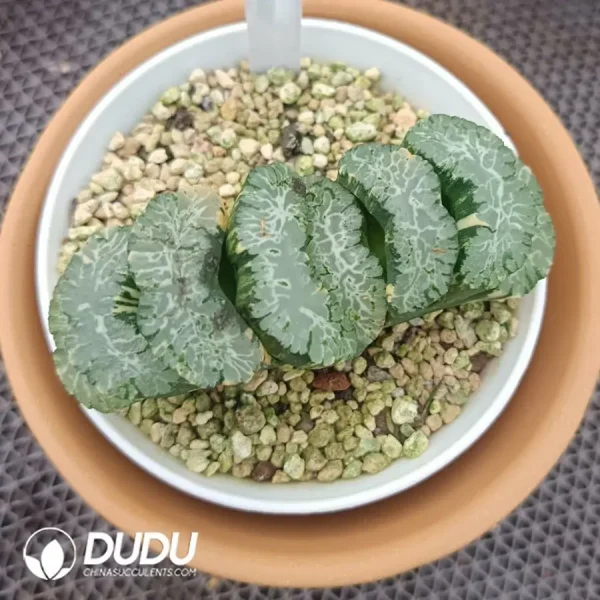 Haworthia truncata ' Hokusai ' var. striata - Image 2