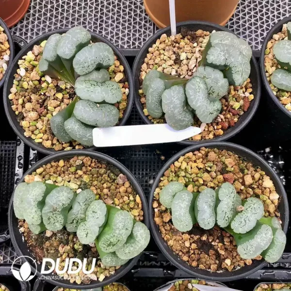 1756126700-1744876147-e201.webp Haworthia Huge impetuous truncata - Image 1