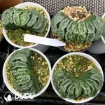 Haworthia Xuanwu truncata
